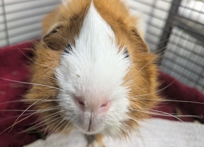 BEEP BEEP - Guinea Pig available for adoption