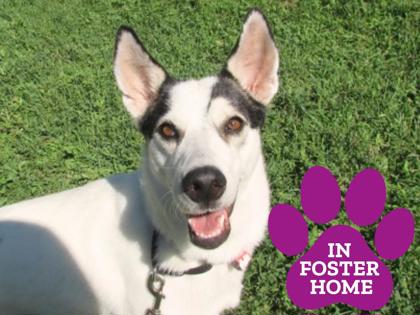 STARLA - Siberian Husky / Mix available for adoption