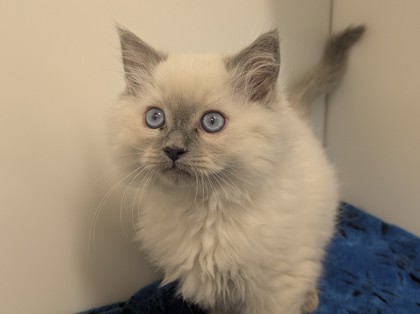 HARVARD - Himalayan / Mix available for adoption