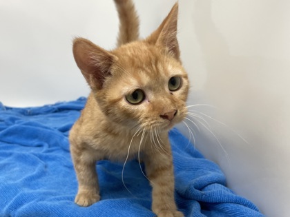 CROUTON - Domestic Shorthair available for adoption