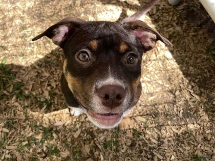 PENELOPE - American Bulldog / Mix available for adoption