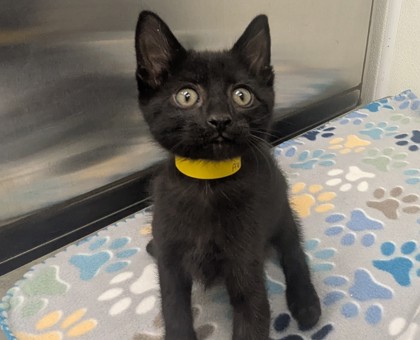 HABANERO - Domestic Shorthair available for adoption