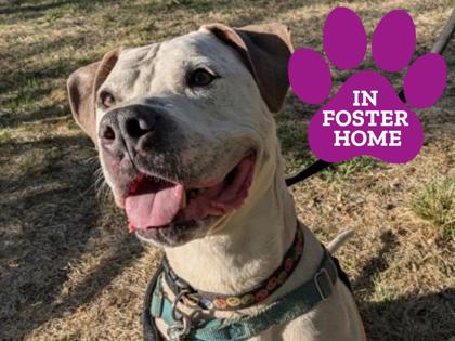 BERNIE - American Pit Bull Terrier / Mix available for adoption