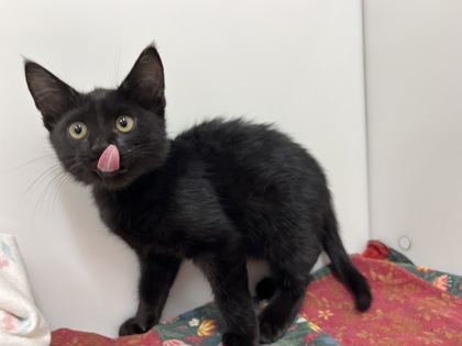 FENRIR - Domestic Shorthair available for adoption