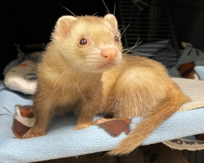 MCGEE - Ferret available for adoption