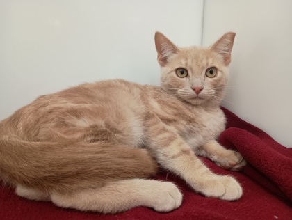 MAC N CHEESE - Domestic Shorthair available for adoption