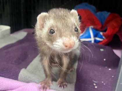 CHARLIE - Ferret available for adoption