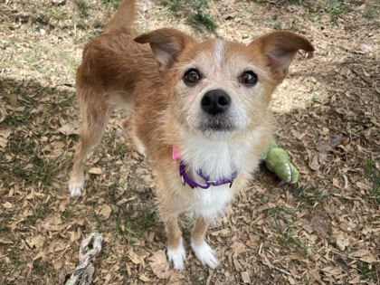 CIRCUS PEANUT - Jack Russell Terrier / Mix available for adoption