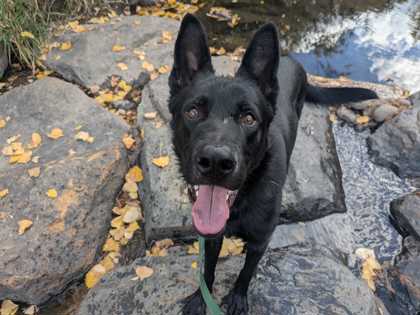 JIMBO - German Shepherd / Mix available for adoption