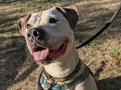 BERNIE - American Pit Bull Terrier / Mix available for adoption