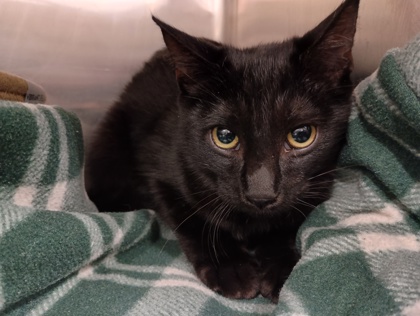CRICKET - Domestic Shorthair available for adoption