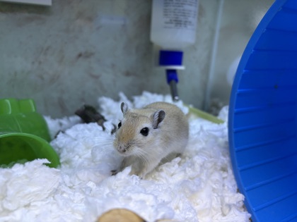 CARL JR - Gerbil available for adoption
