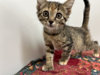 KATYA - Domestic Shorthair available for adoption