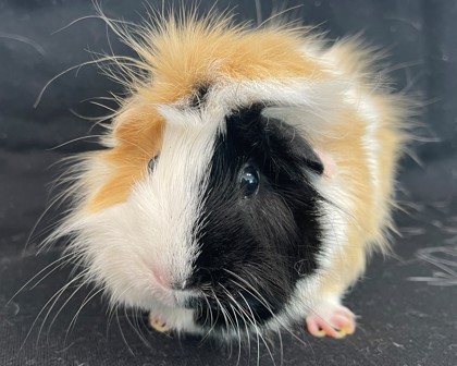 CAMI - Guinea Pig available for adoption