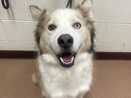 AIOLI - Siberian Husky / Mix available for adoption