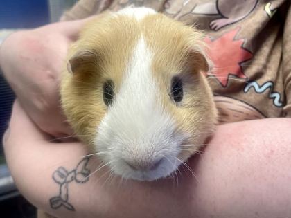 BANANA - Guinea Pig available for adoption