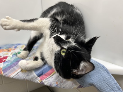 BATMAN - Domestic Shorthair available for adoption