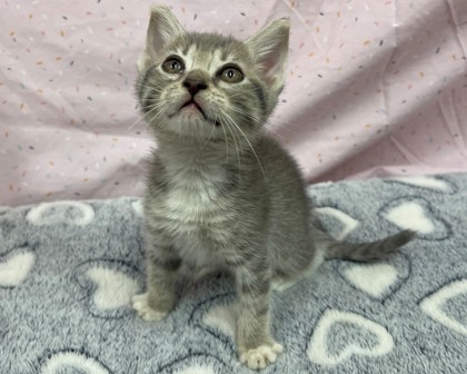 Nova