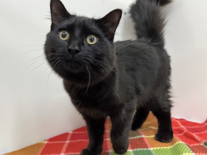 THORNBERRY - Domestic Medium Hair available for adoption