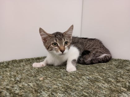 CEDAR - Domestic Shorthair available for adoption