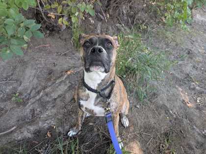 CALLIE - Boxer / Mix available for adoption