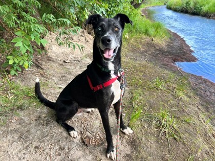 EDDIE - Greyhound / Mix available for adoption
