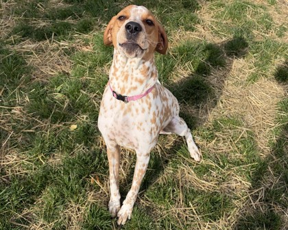 DOTTIE - American English Coonhound / Mix available for adoption