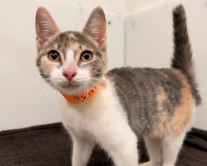 JUNE - Domestic Shorthair available for adoption