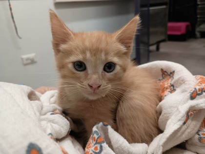 FRENCH ONION - Domestic Shorthair available for adoption
