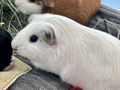 NADIA - Guinea Pig available for adoption