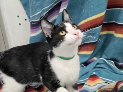 MOE - Domestic Shorthair available for adoption