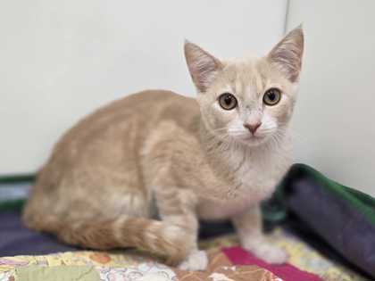 DANDELION - Domestic Shorthair available for adoption