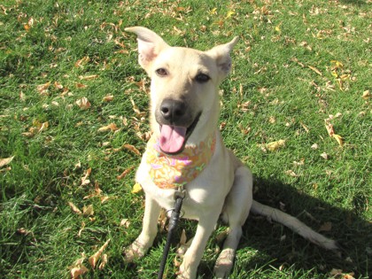 BLONDIE - Shepherd / Mix available for adoption