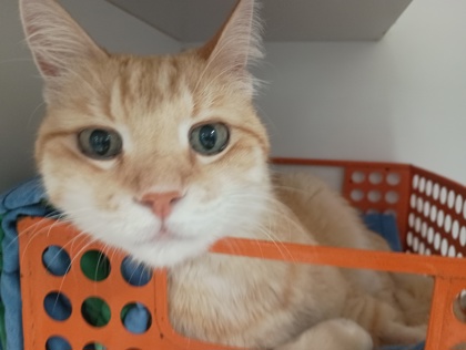 COCONUT - Domestic Shorthair available for adoption