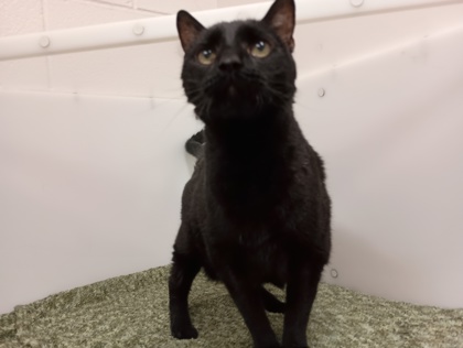 BABY - Domestic Shorthair available for adoption