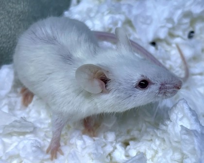 LEGOLAS - Mouse available for adoption