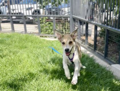 TACO BELL - Siberian Husky / German Shepherd available for adoption