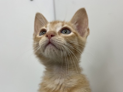 MARTY - Domestic Shorthair available for adoption