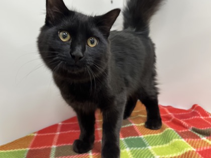 THORNBERRY - Domestic Medium Hair available for adoption
