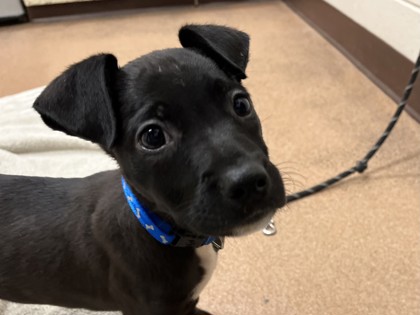 FREYJA - American Pit Bull Terrier / Mix available for adoption