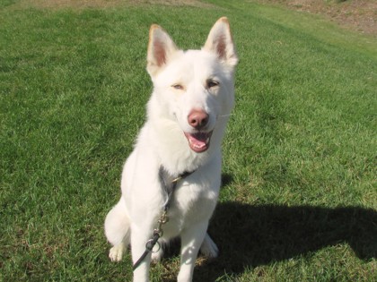 CLUE - Siberian Husky / Mix available for adoption