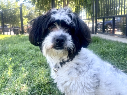 BENSON - Miniature Poodle / Mix available for adoption