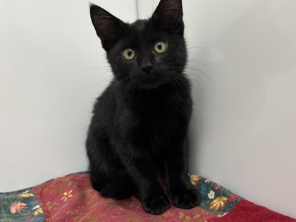 FENRIR - Domestic Shorthair available for adoption