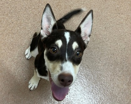 KARMA - Siberian Husky / Mix available for adoption