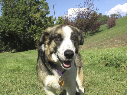 GIRLIE - Anatolian Shepherd / Mix available for adoption
