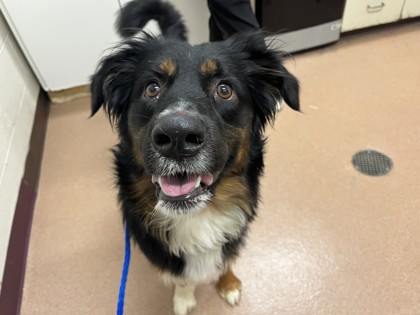 BEN - Australian Shepherd / Mix available for adoption