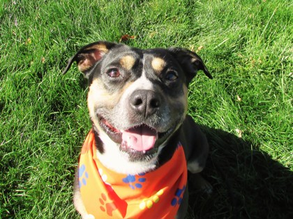 GOPHER - American Pit Bull Terrier / Mix available for adoption