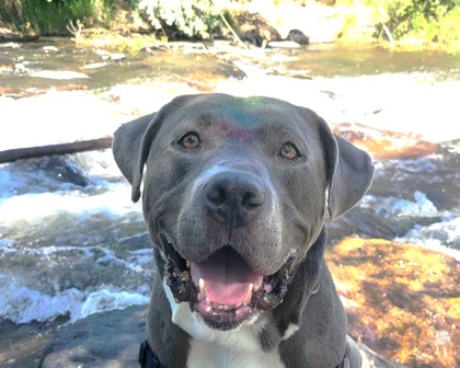 PLUTO - American Pit Bull Terrier / Mix available for adoption