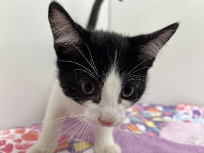 CHOO CHOO TRAIN - Domestic Shorthair available for adoption