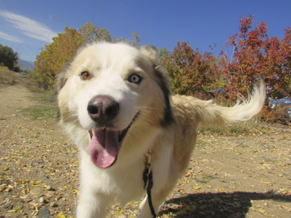 AIOLI - Siberian Husky / Mix available for adoption